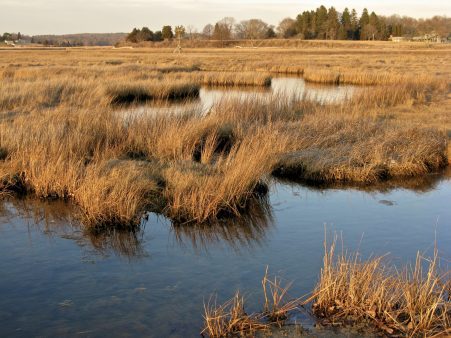 Winter marsh at Great Island, Old Lyme (Judy Preston, CTSG)