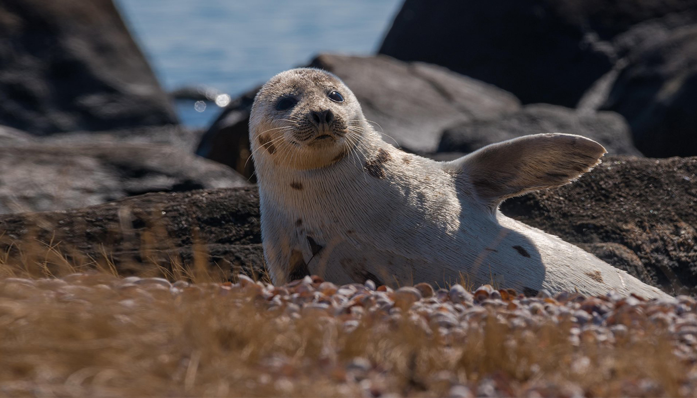 Harbor Seal (Johan Siggesson)
