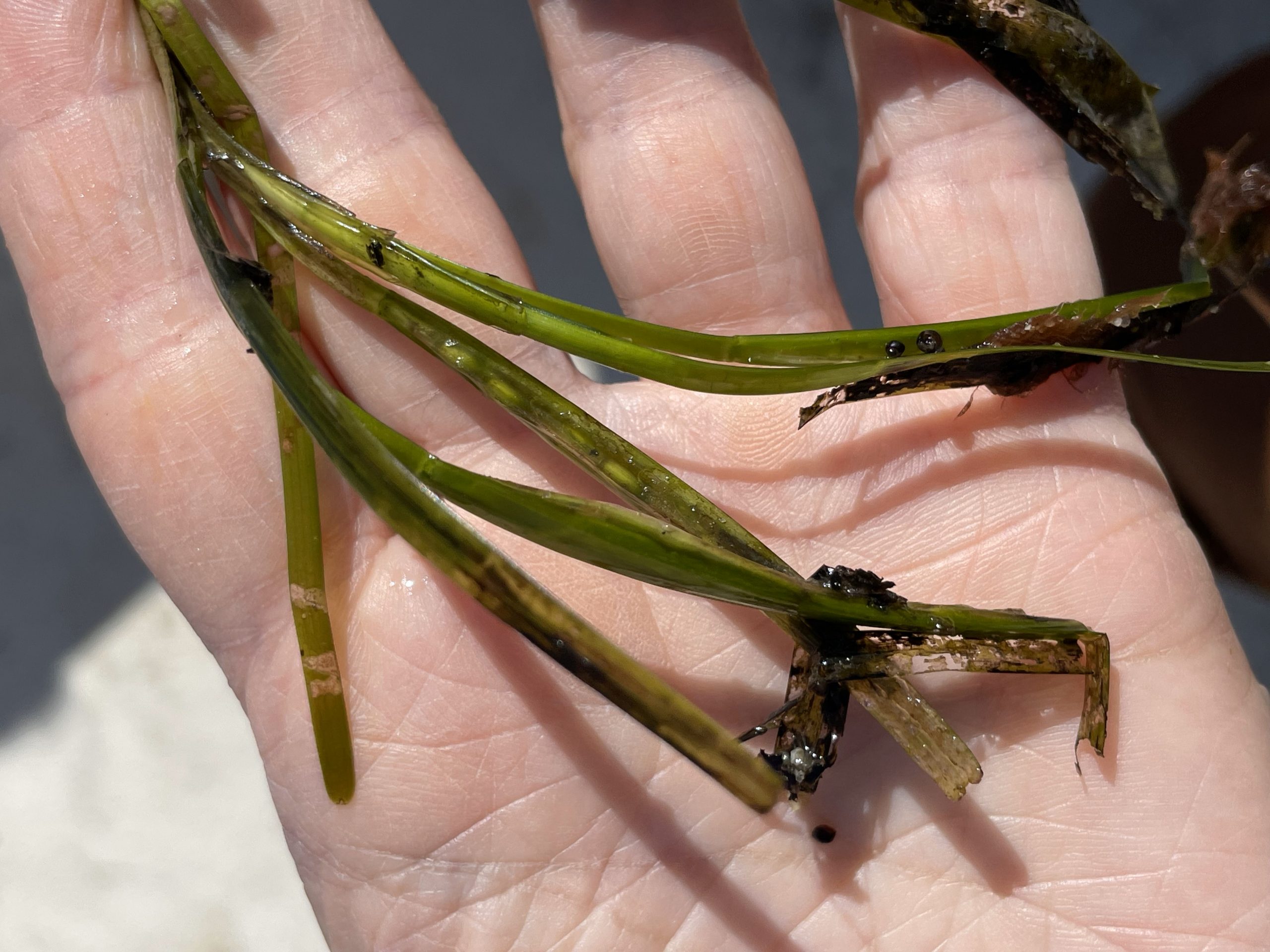 Eelgrass flowering