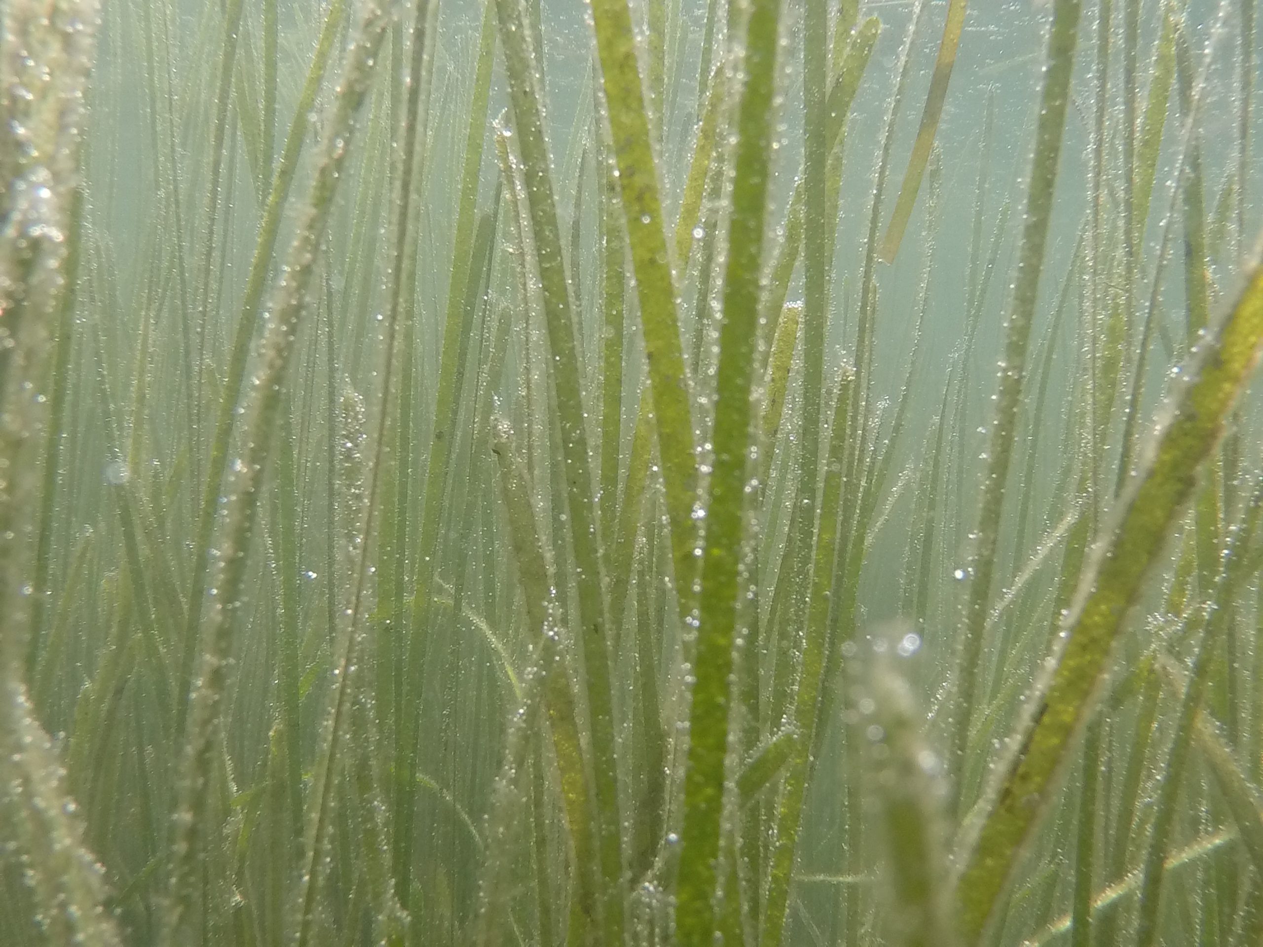 Eelgrass under water
